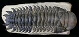 Huge Flying Crotalocephalina Trilobite #18625-1